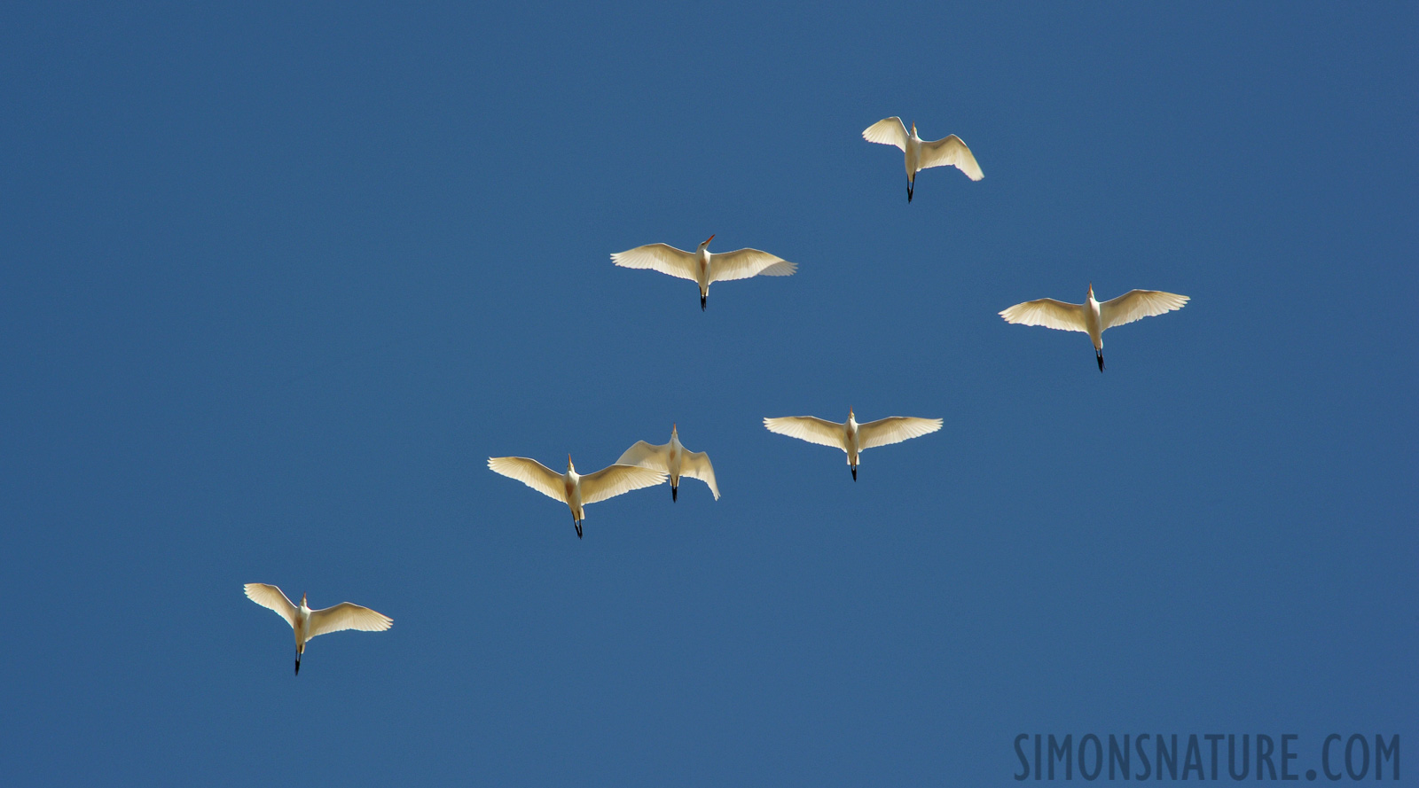 Bubulcus ibis [300 mm, 1/320 Sek. bei f / 20, ISO 800]